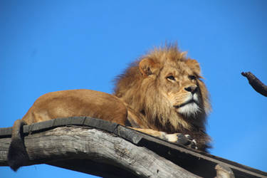 Relaxed Male Lion by Animal-Lover200