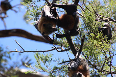 Female Fruit Bat 2 by Animal-Lover200