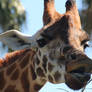 Giraffe Head Close UP