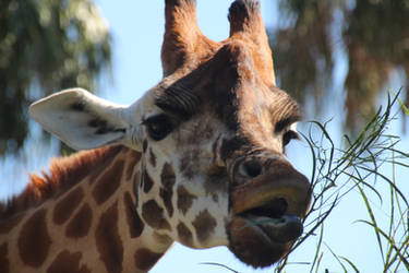 Giraffe Head Close UP by Animal-Lover200