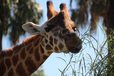 Giraffe Head Close UP 2 by Animal-Lover200