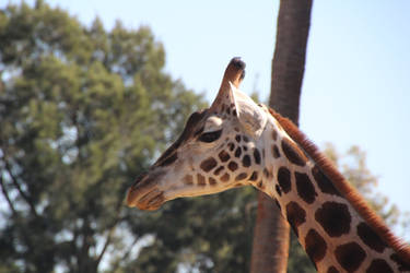 Giraffe Head Close UP 3 by Animal-Lover200