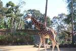 Giraffe by Animal-Lover200