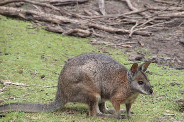 Red-Necked Wallaby Close Up by Animal-Lover200