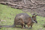 Red-Necked Wallaby Close Up by Animal-Lover200