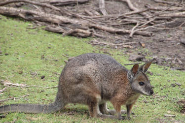 Red-Necked Wallaby Close Up