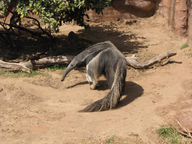 Anteater