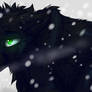 Hollyleaf- Winter