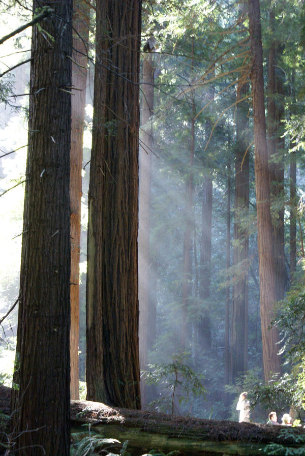 Sunlight in Muir Woods