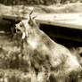 lince