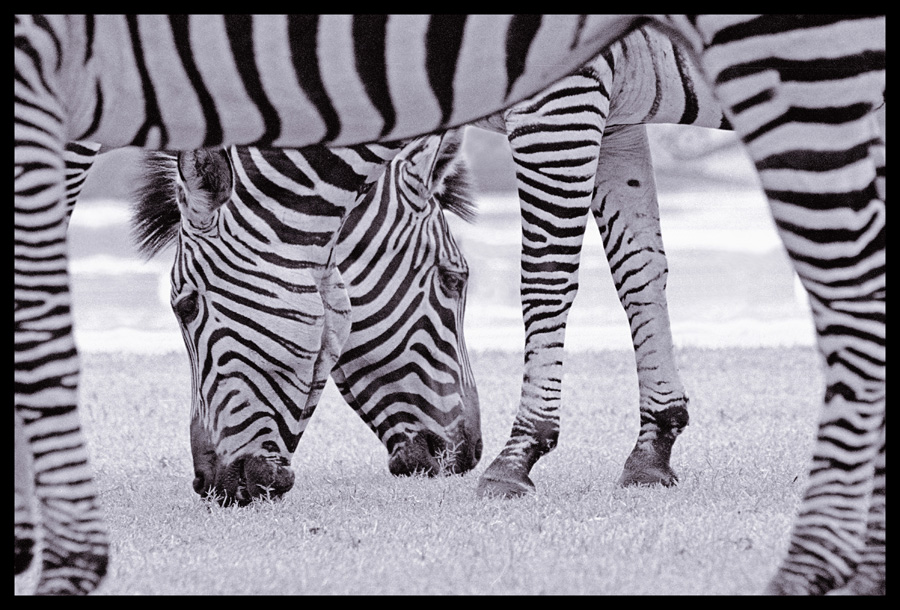 Zambian Zebra