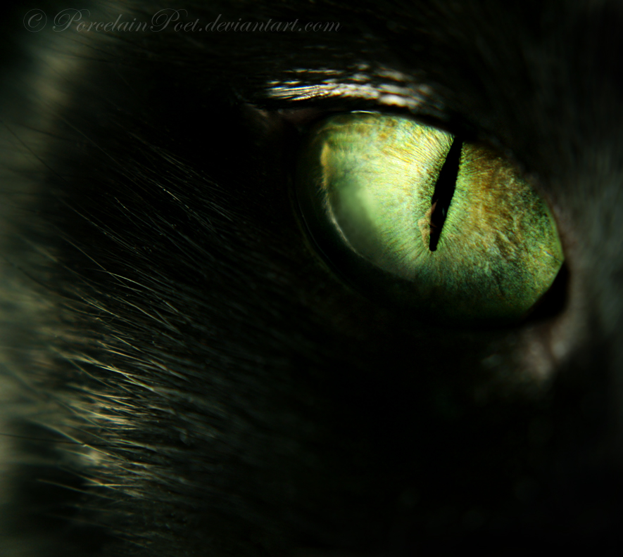 Midnight's Eye