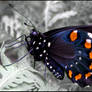 Butterfly I