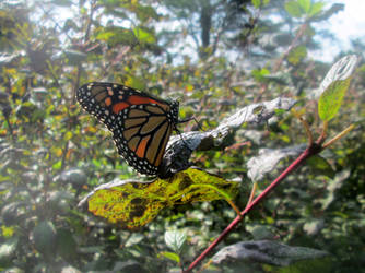 Monarch close up