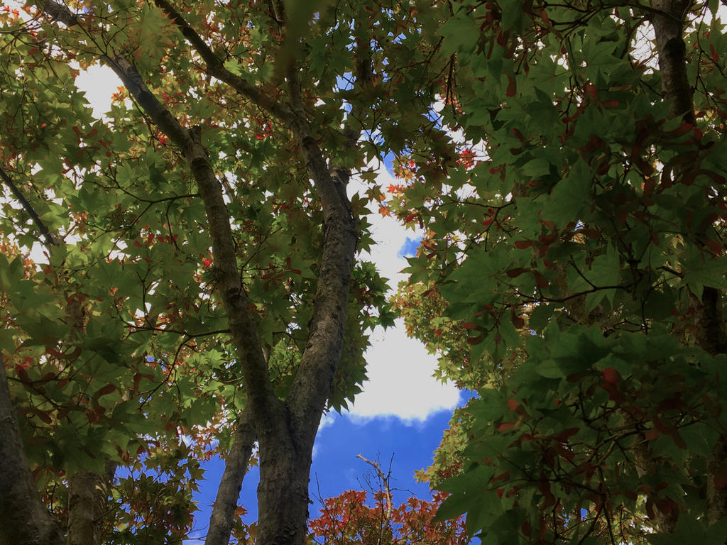Saturated Trees by RedRoses15 on DeviantArt