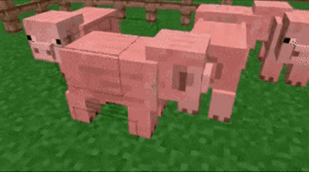 mining pigs