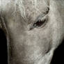 Horse close up