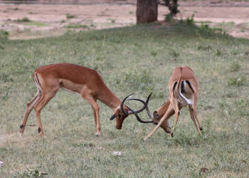 Antler Fight