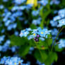 Forget-me-not