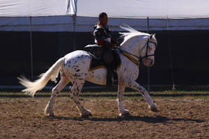 Cantering 15