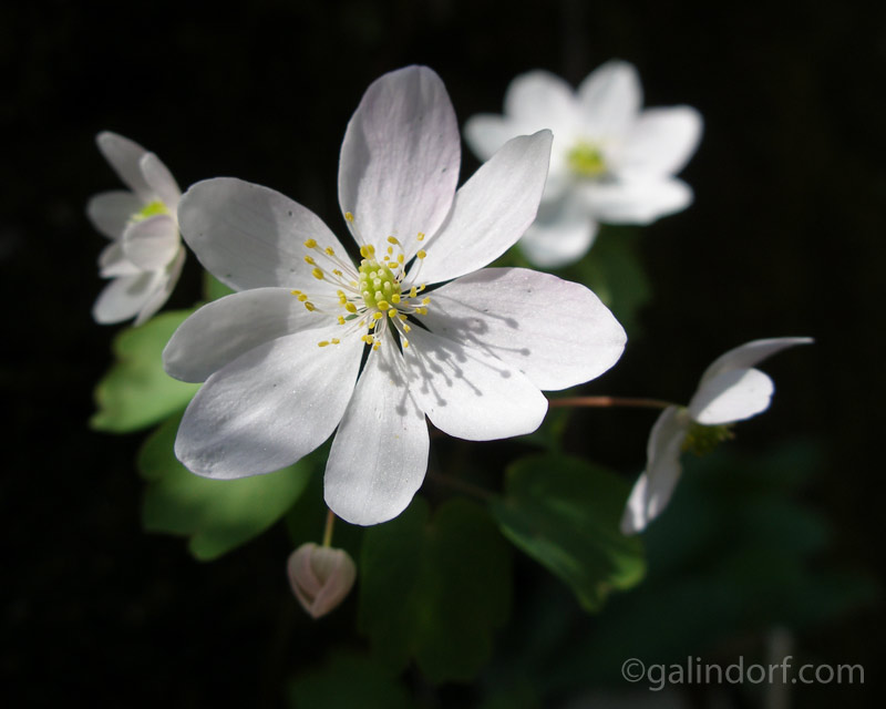 Wood Anemone