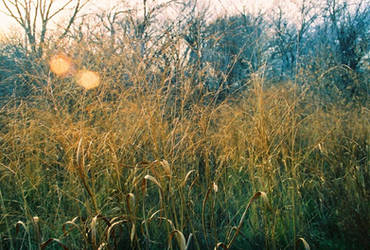 Amber Waves of Grain