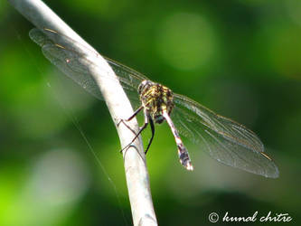 Dragonfly..