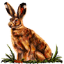 The Hare