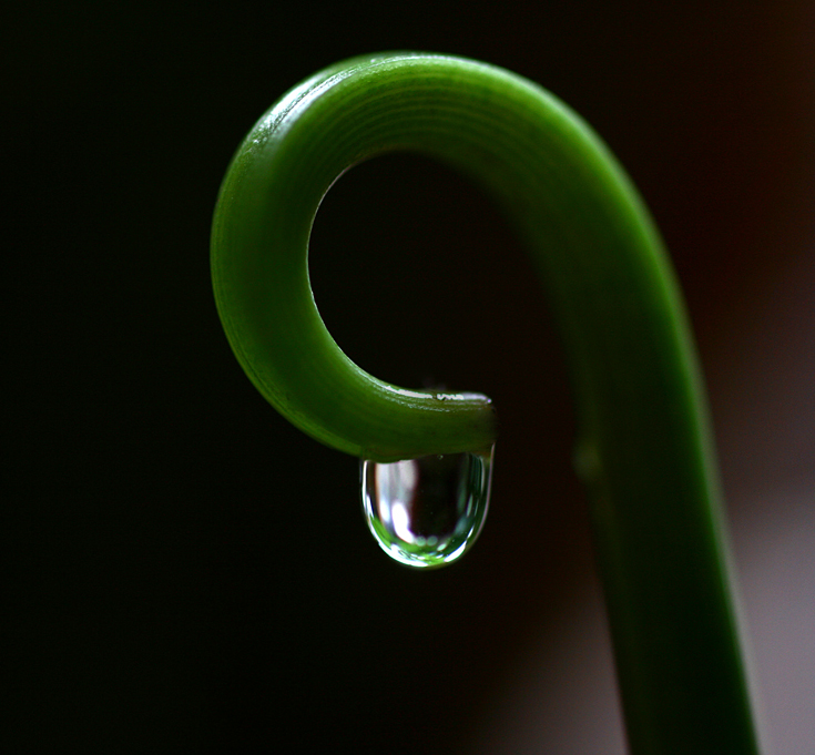 Sprout.