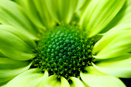 Green flower