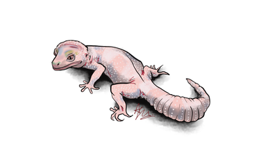 Pink leopard gecko