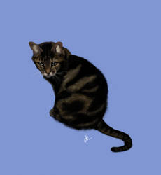 Cat portrait - commission