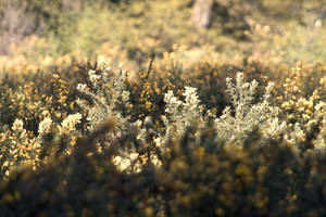 Gorse flowers in dappled sunshine.