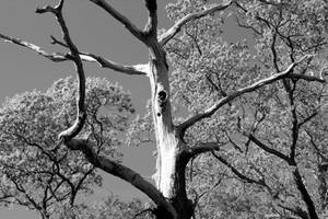 Dead oak