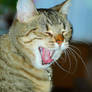 Big Lazy Yawn