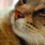 Softness
