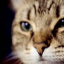Kitty Kat