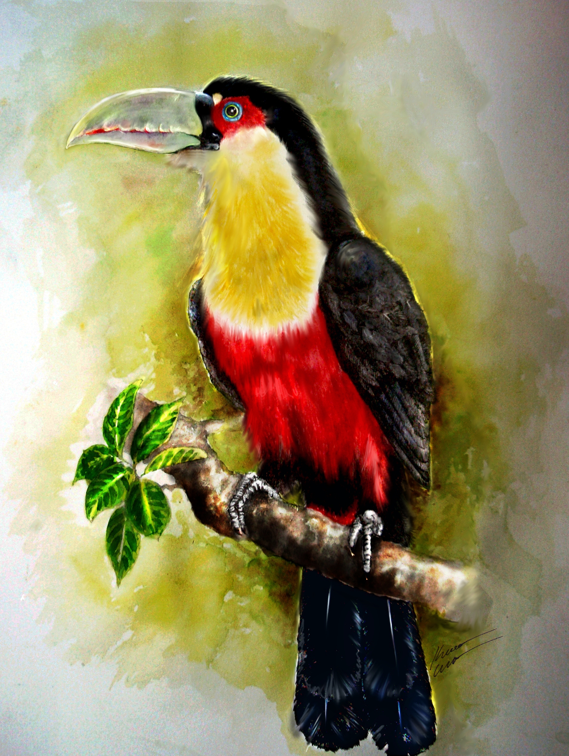 Green-billed Toucan (Ramphastos dicolorus)