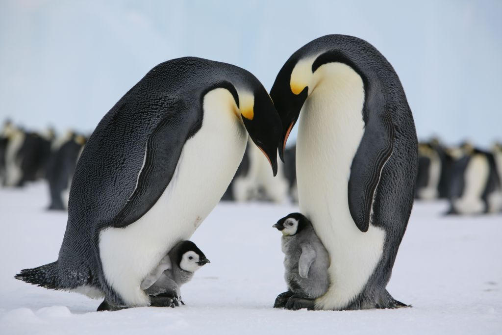 Императорские пингвины живут. Антарктика животные Пингвин. Пингвины в Антарктиде. Императорский Пингвин размножение. Королевский Пингвин.
