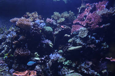 Undersea life 04