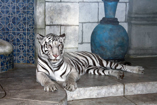 Marina the white tiger 01