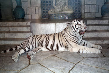 Nero the white tiger
