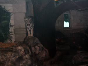 Peeking tiger, hidden ?