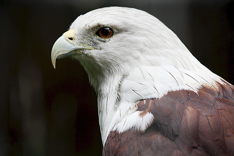 Java Eagle by ibnusahlan on DeviantArt