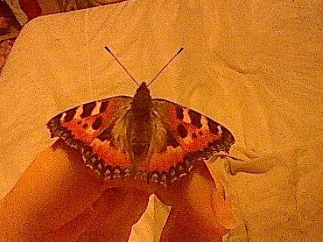 Red Admiral Butterfly on My Hand