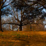 Shadow Tree Path