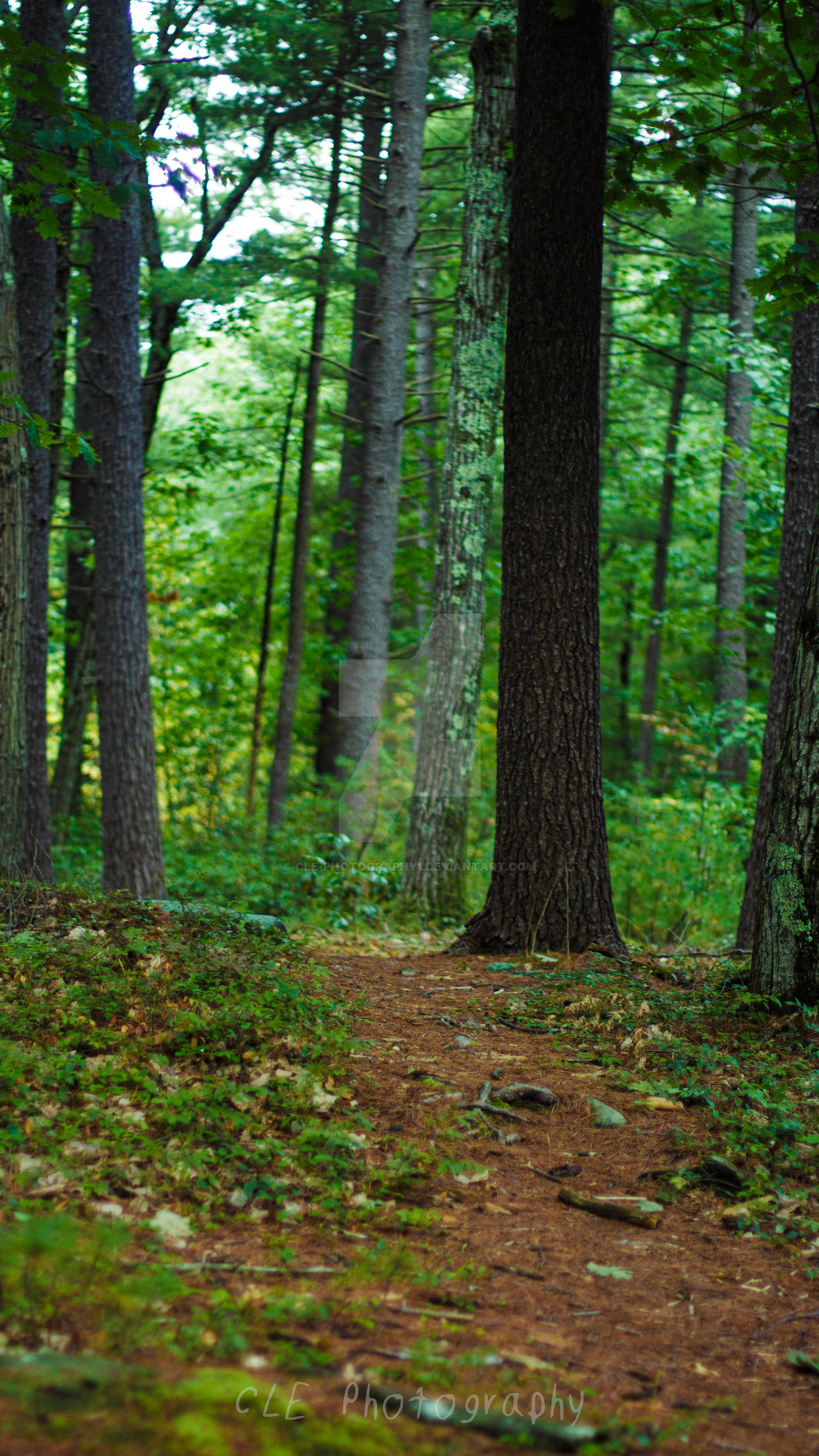 Forest Portrait by CLE-Photography1 on DeviantArt