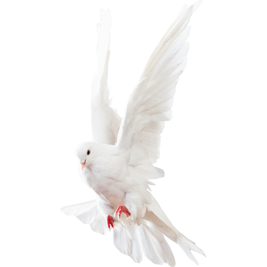 White dove on a transparent background. by ZOOSTOCK on DeviantArt