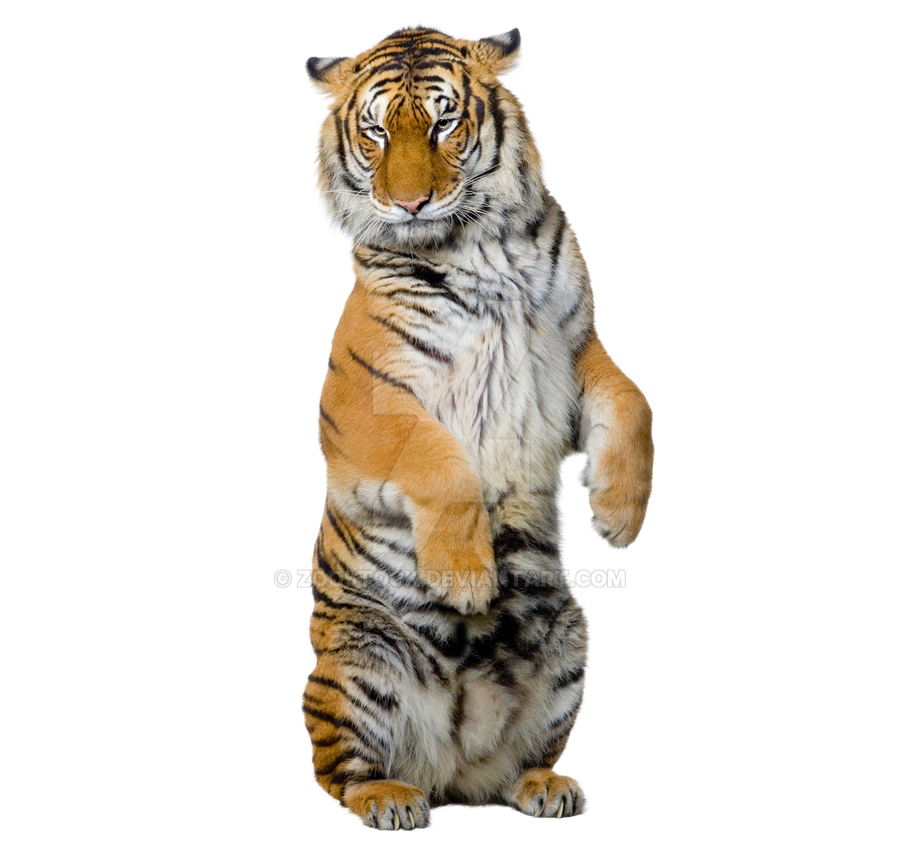 Sitting tiger on a transparent background. by ZOOSTOCK on DeviantArt