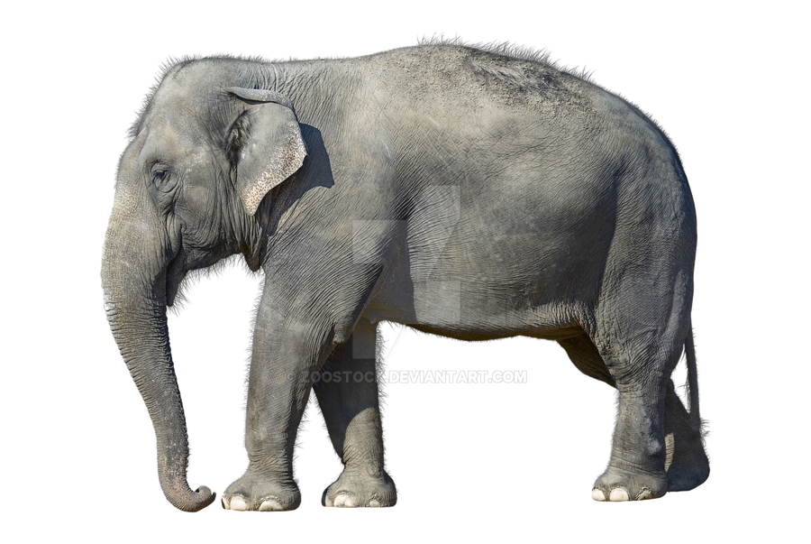 Indian elephant on a transparent background. by ZOOSTOCK on DeviantArt